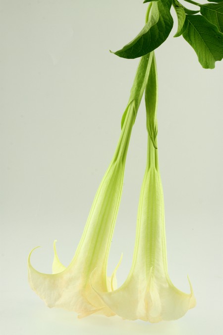 Datura, czyli bieluń dziędzierzawa