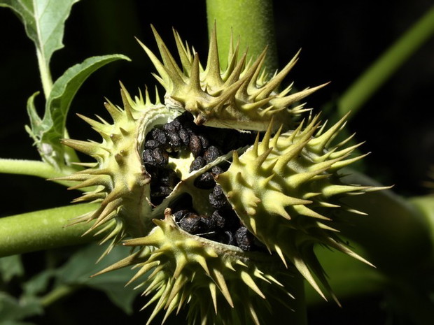 Datura, czyli bieluń dziędzierzawa