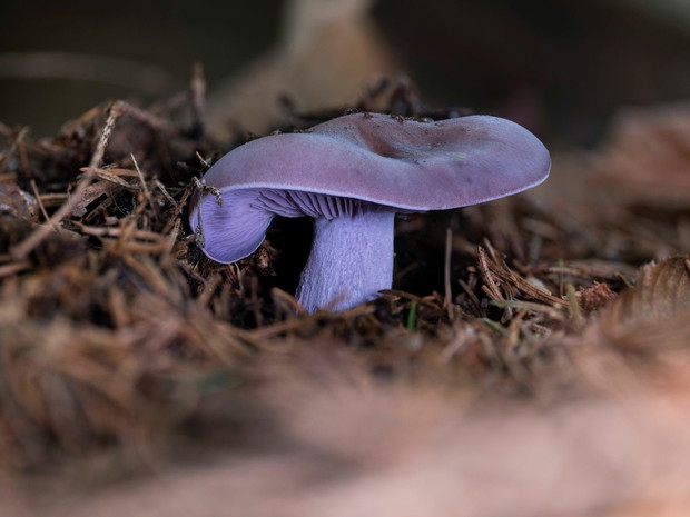 Fioletowe grzyby: gąsówka fioletowa (lepista nuda)