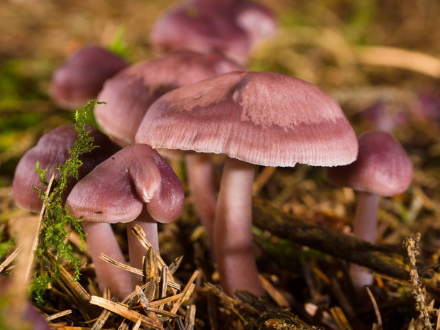 Fioletowe grzyby: grzybówka fioletowa (mycena pura)