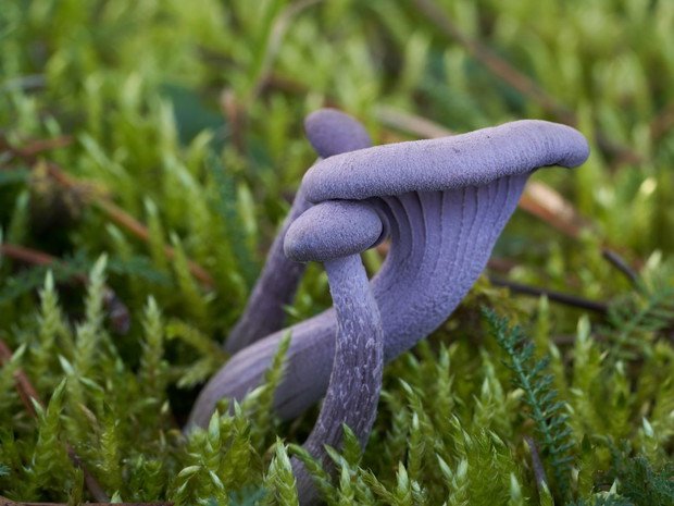 Fioletowe grzyby: lakówka ametystowa (laccaria amethystina)