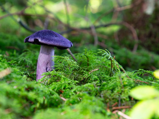 Fioletowe grzyby: zasłonak fioletowy (cortinarius violaceus)
