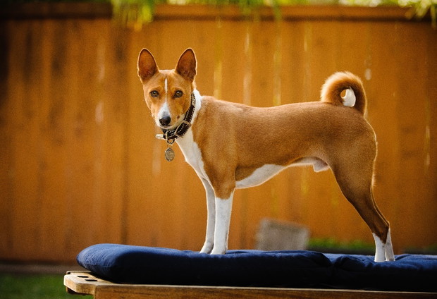 Basenji