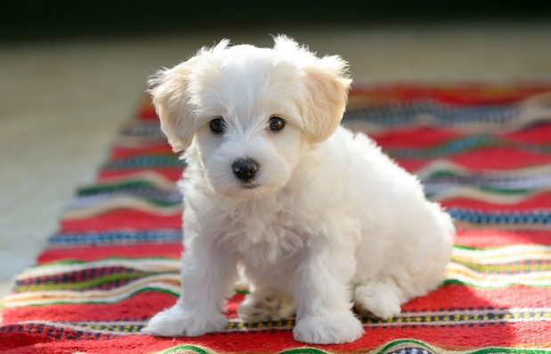Bichon fise