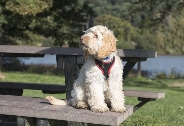 Cockapoo