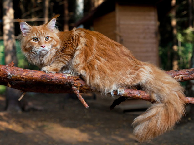 Najładniejsze rasy kotów: maine coon