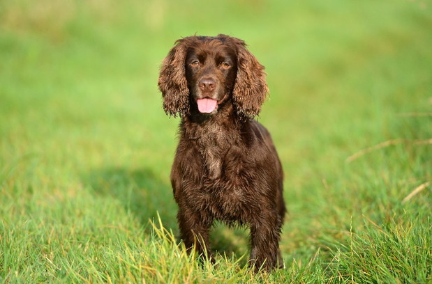 Spaniel