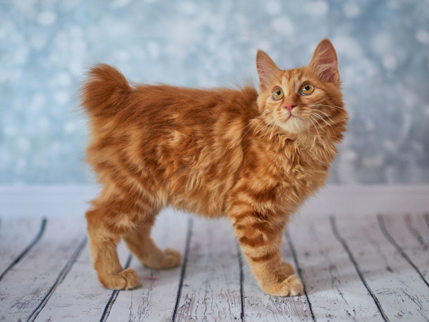 Największe koty domowe: Amerykański bobtail