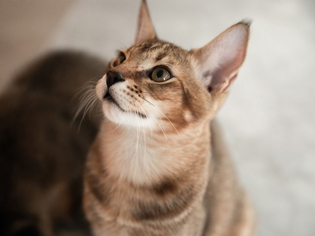 Największe koty domowe: Chausie