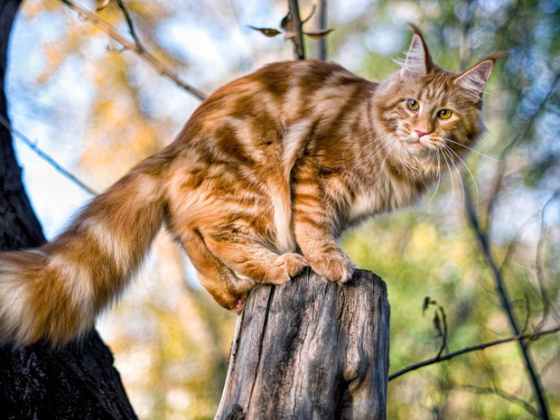 Największe koty domowe: Maine Coon