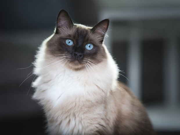 Największe koty domowe: Ragdoll