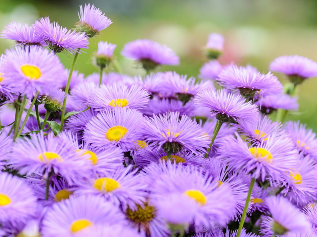 Jesienne kwiaty: Aster