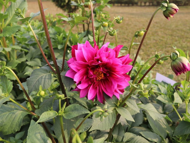 Jesienne kwiaty: Dalia
