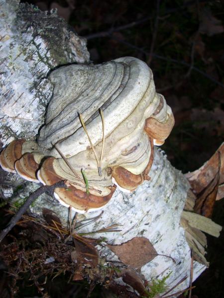 Hubiak pospolity (Fomes fomentarius)
