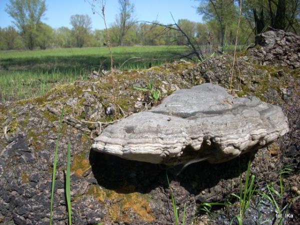 Hubiak pospolity (Fomes fomentarius)