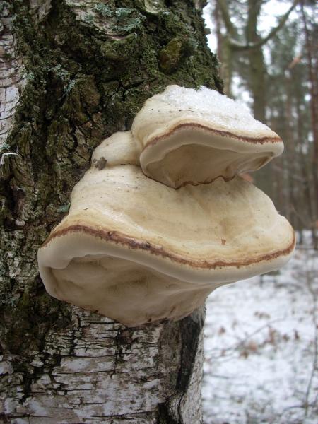 Hubiak pospolity (Fomes fomentarius)