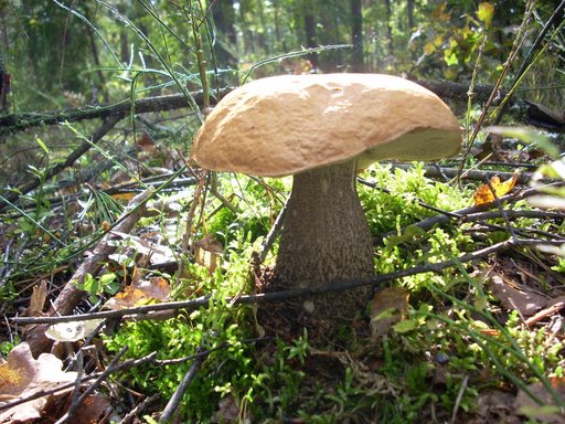 Owocnik grzyba