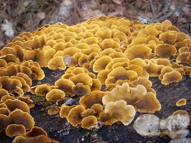 Owocnik grzyba