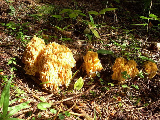 Owocnik grzyba
