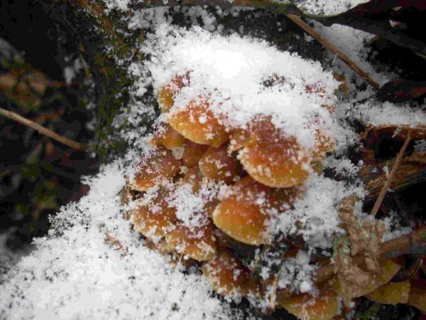 Płomiennica zimowa (Flammulina velutipes)