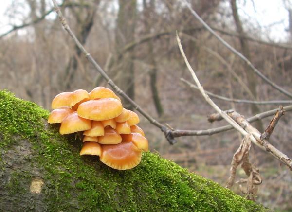 Płomiennica zimowa (Flammulina velutipes)