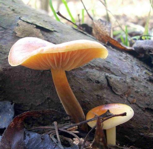 Płomiennica zimowa (Flammulina velutipes)