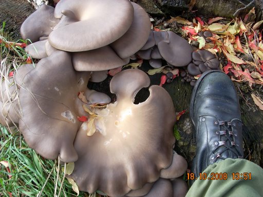 Boczniak ostrygowaty (Pleurotus ostreatus)
