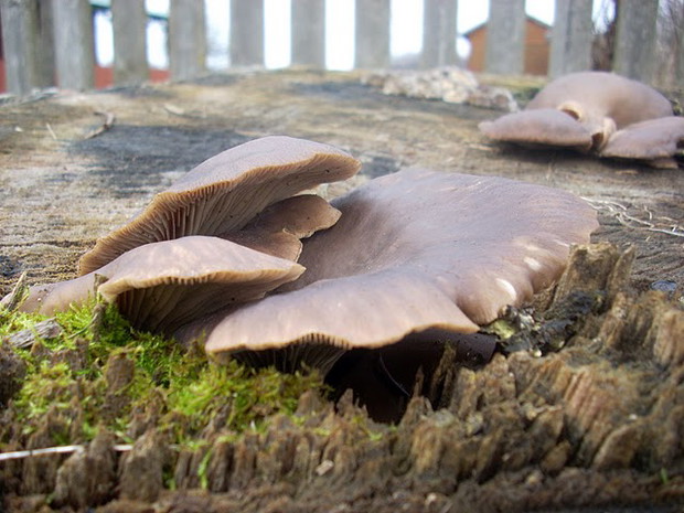 Boczniak ostrygowaty (Pleurotus ostreatus)