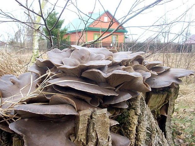 Boczniak ostrygowaty (Pleurotus ostreatus)