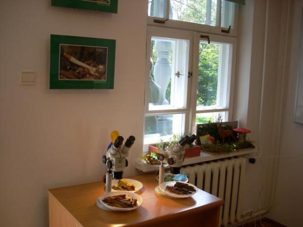 Wystawy grzybów
