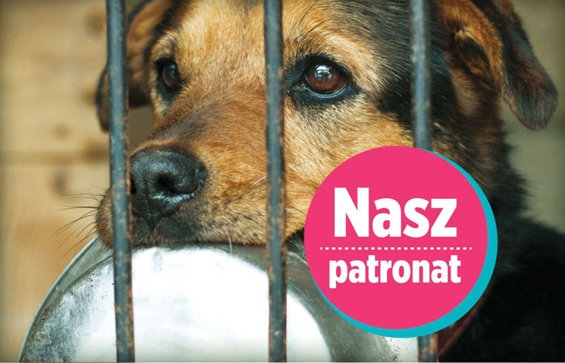 Pomóżmy zwierzętom przetrwać zimę