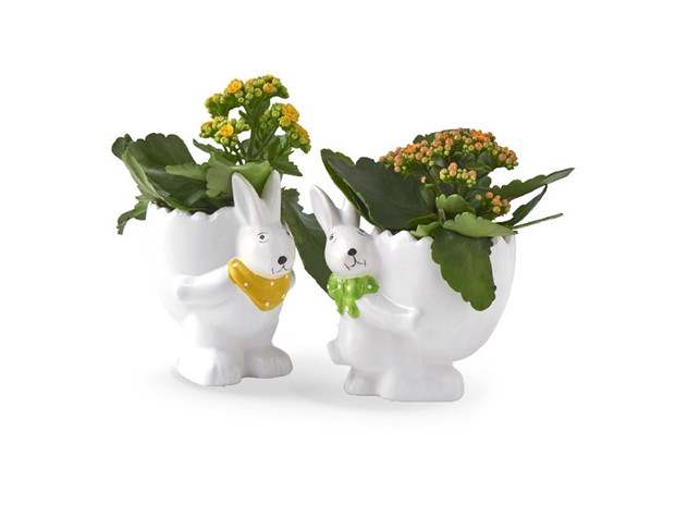 Kalanchoe w doniczce z królikiem, do kupienia w Lidlu - cena 14.99 zł