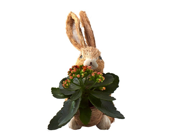 Zając wielkanocny z kalanchoe, do kupienia w Lidlu - cena 17.99 zł