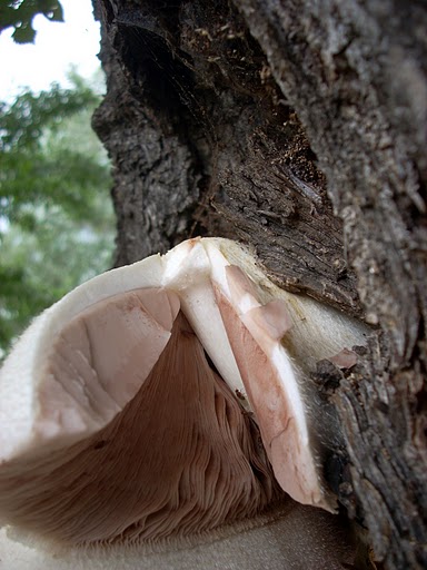 Pochwiak jedwabnikowy (Volvariella bombycina)