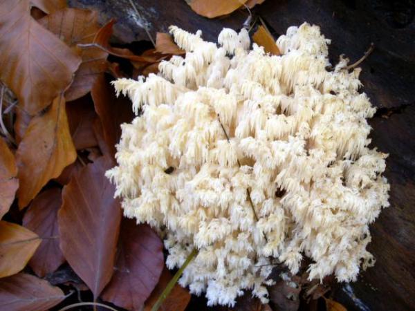 Soplówka bukowa (Hericium coralloides)