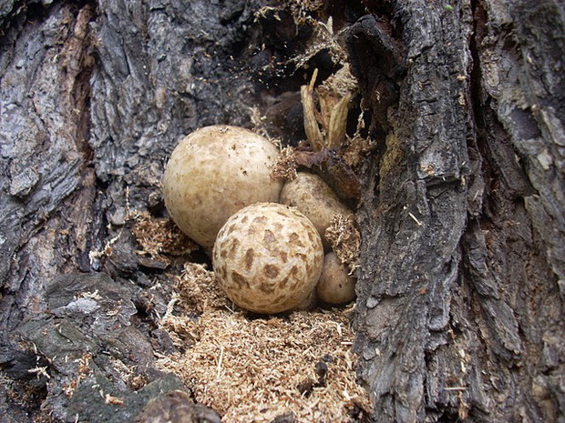 Pochwiak jedwabnikowy (Volvariella bombycina)