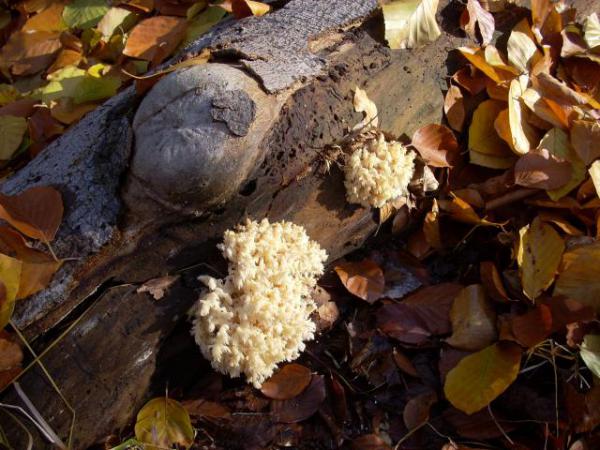 Soplówka bukowa (Hericium coralloides)