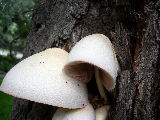 Pochwiak jedwabnikowy (Volvariella bombycina)
