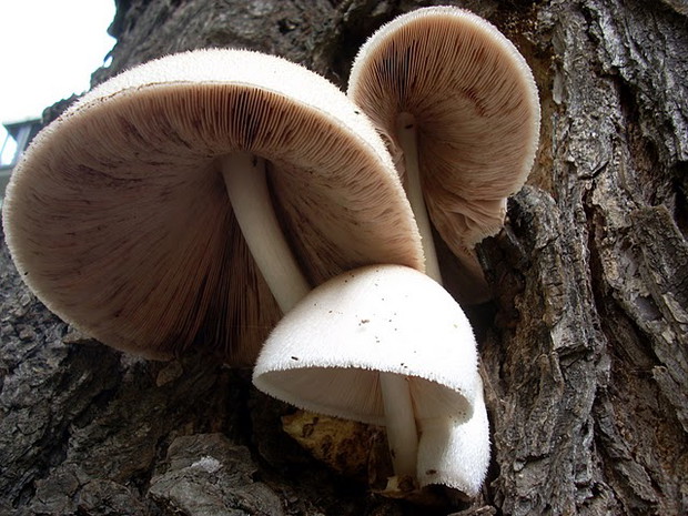 Pochwiak jedwabnikowy (Volvariella bombycina)
