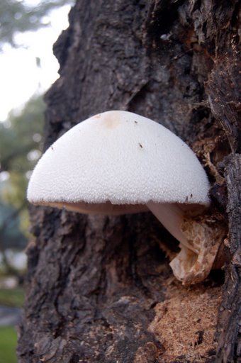 Pochwiak jedwabnikowy (Volvariella bombycina)