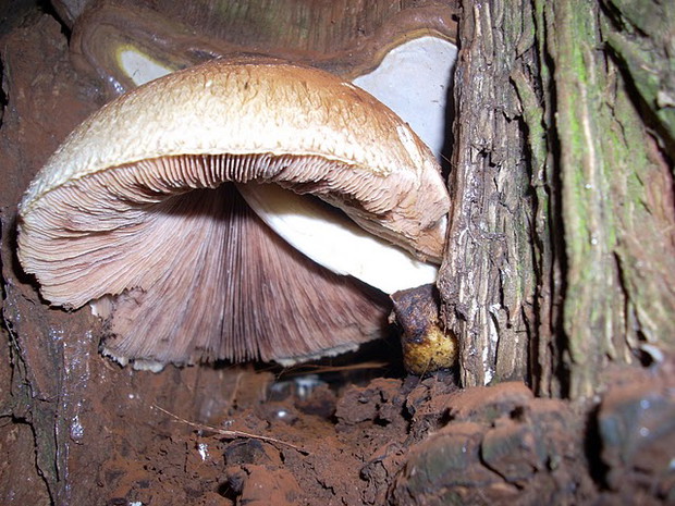 Pochwiak jedwabnikowy (Volvariella bombycina)