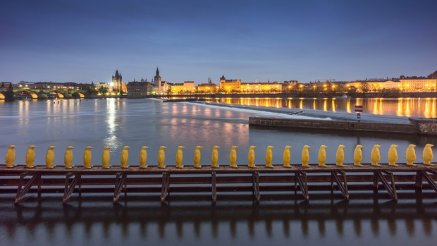 praga pingwiny
