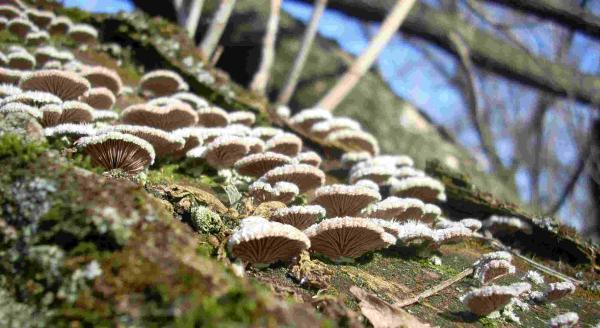 Rozszczepka pospolita (Schizophyllum commune)