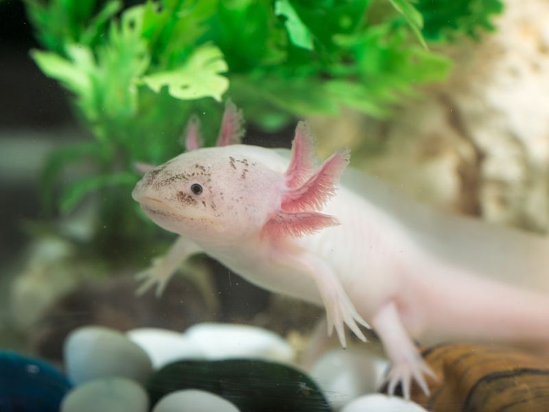 Nietypowe zwierzęta domowe: axolotl