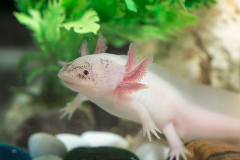 Nietypowe zwierzęta domowe: axolotl