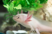 Nietypowe zwierzęta domowe: axolotl