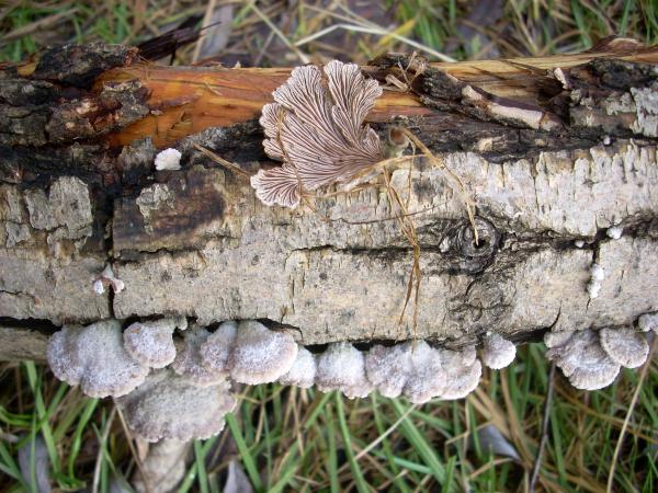 Rozszczepka pospolita (Schizophyllum commune)
