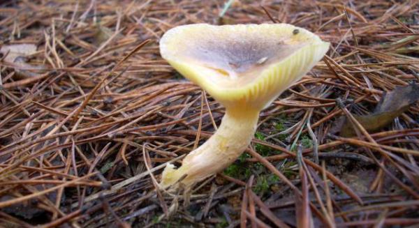 Wodnicha późna (Hygrophorus hypothejus)