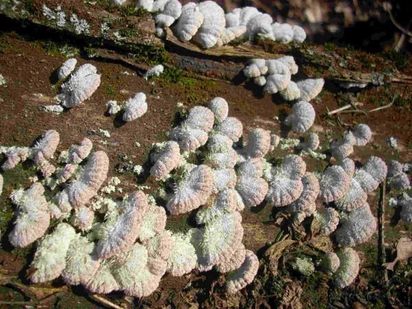 Rozszczepka pospolita (Schizophyllum commune)