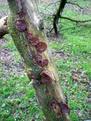 Uszak bzowy (Auricularia auricula-judae)